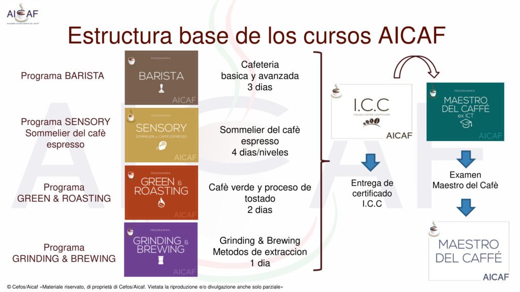 estructura-cursos-white